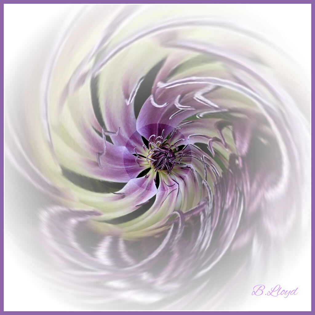 Abstract 2 - Clematis by beryl
