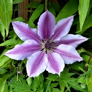 2nd Aug 2022 - Clematis