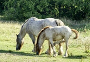 21st Jul 2022 - Hores And Foal.