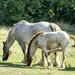 Hores And Foal. by tonygig
