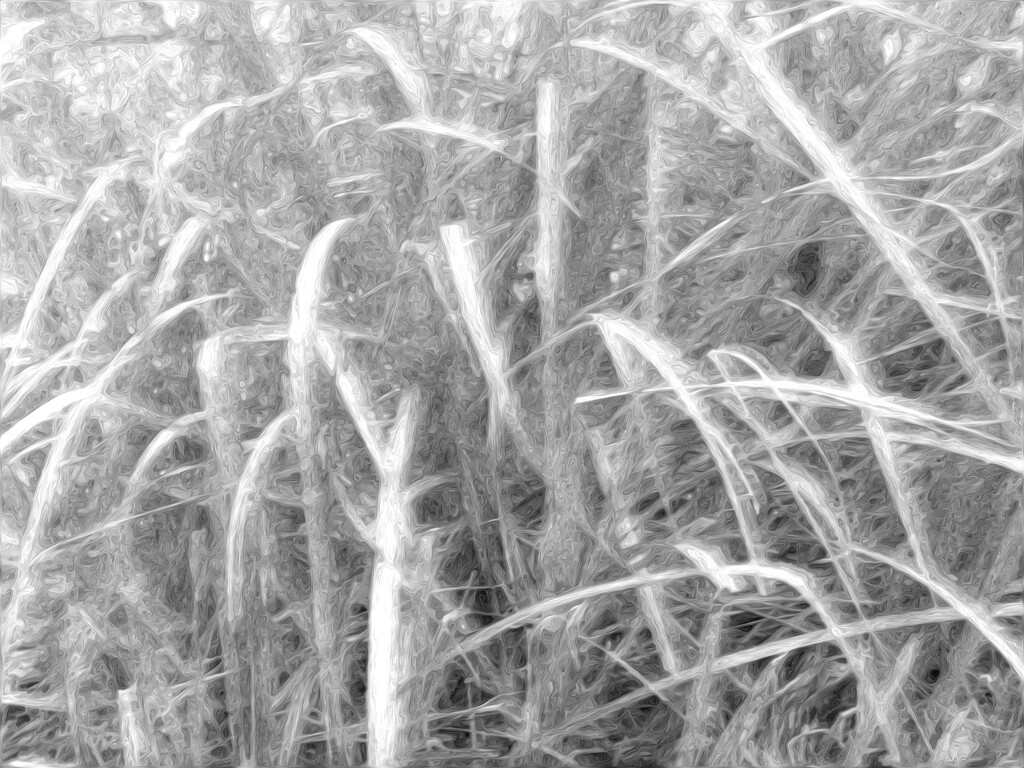 Grass abstract... by marlboromaam