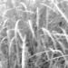 Grass abstract... by marlboromaam