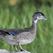 Immature Wood Duck by rob257