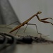 Mantis - Dude leave me alone ..... by ramr