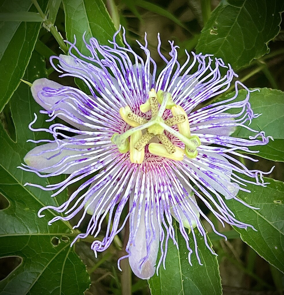 Passion Flower by calm