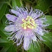 Passion Flower by calm