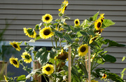 1st Aug 2022 - Sunny day for sunflowers