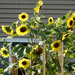 Sunny day for sunflowers