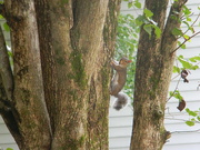 1st Aug 2022 - Squirrel Climbing Tree with Nut In Its Mouth