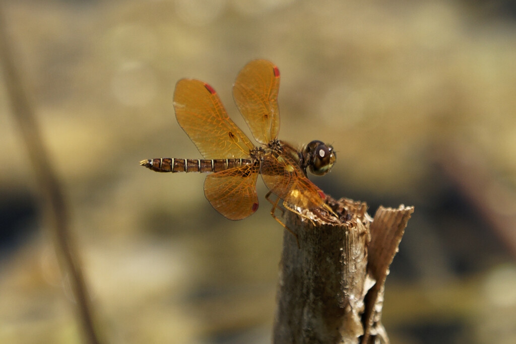 Eastern Amberwing dragonfly  by rminer