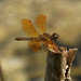 Eastern Amberwing dragonfly 