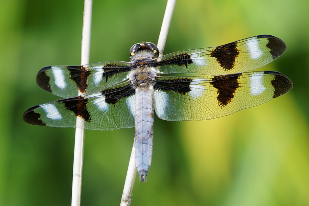 twelve spotted skimmer dragonfly  by rminer