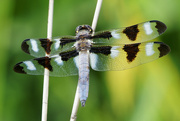 1st Aug 2022 - twelve spotted skimmer dragonfly 