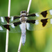 twelve spotted skimmer dragonfly 