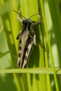 1st Aug 2022 - migratory grasshopper 