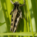 migratory grasshopper 