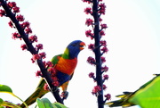 25th Jan 2022 - Happy Hour for Lorikeets