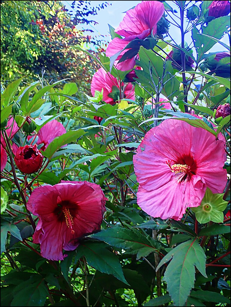 Hibiscus Heaven by olivetreeann