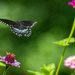 Spicebush Swallowtail by cwbill