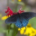 LHG_4315 Pipevine swallowtail on beebalm by rontu