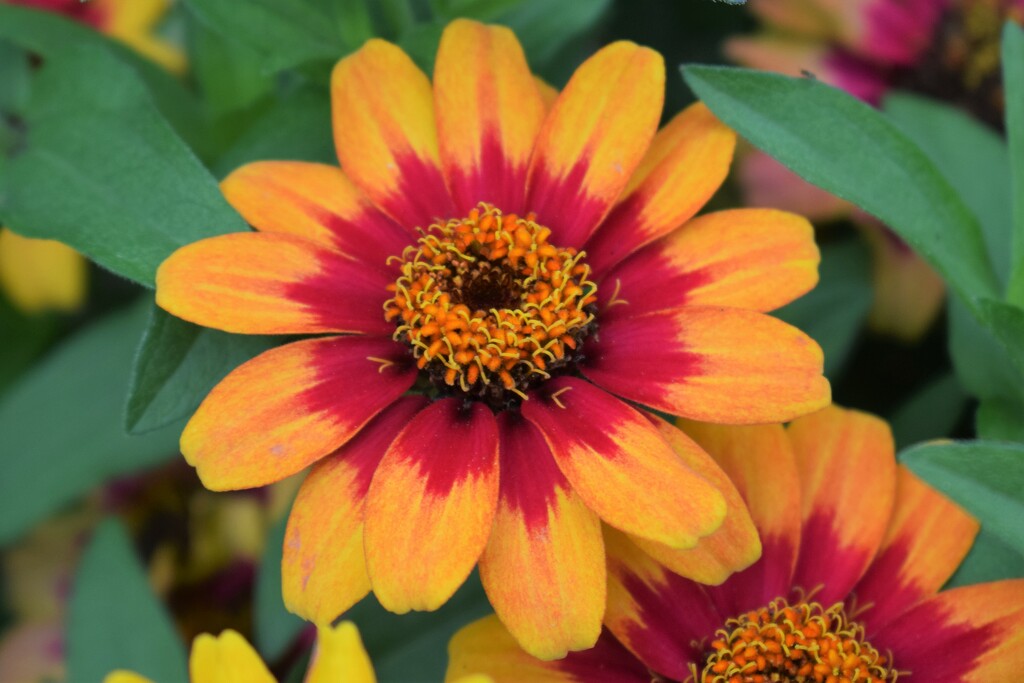Bicolor Red Yellow Zinnia hybrid by sandlily