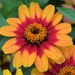 Bicolor Red Yellow Zinnia hybrid by sandlily