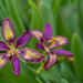 Candy Lilies by lstasel