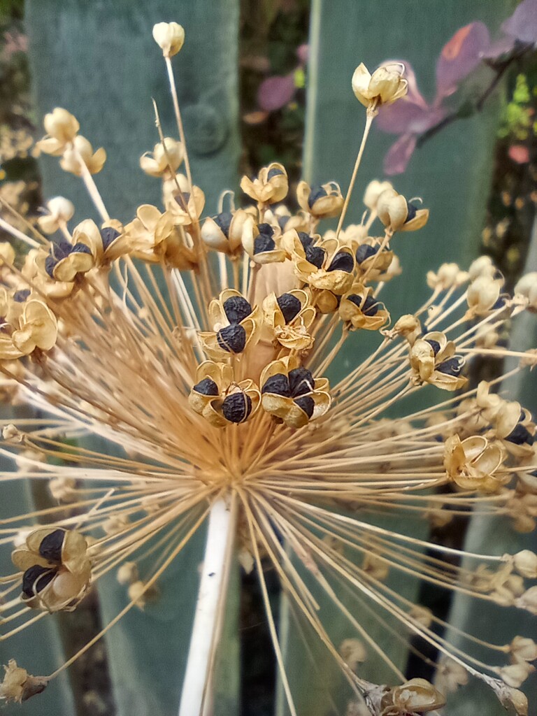 Allium seed head by 365projectorgjoworboys