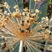 Allium seed head by 365projectorgjoworboys