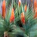 Aloes in the garden by ludwigsdiana