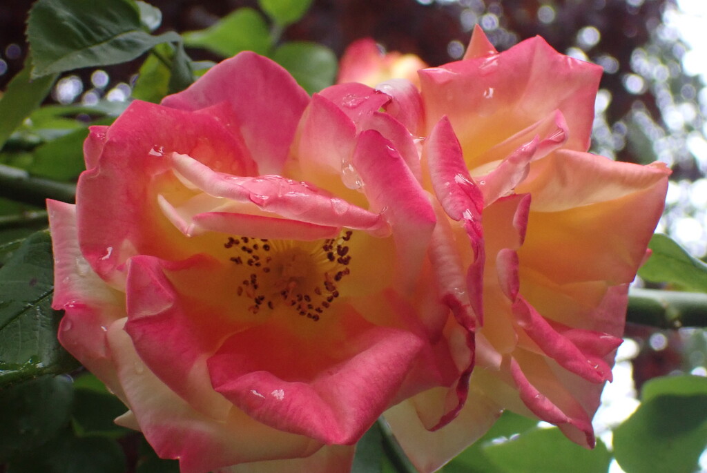 Rose bloom before the drought! by speedwell