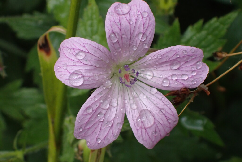 After the rain Geranium flower by speedwell