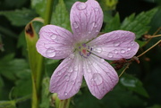 8th Jun 2022 - After the rain Geranium flower