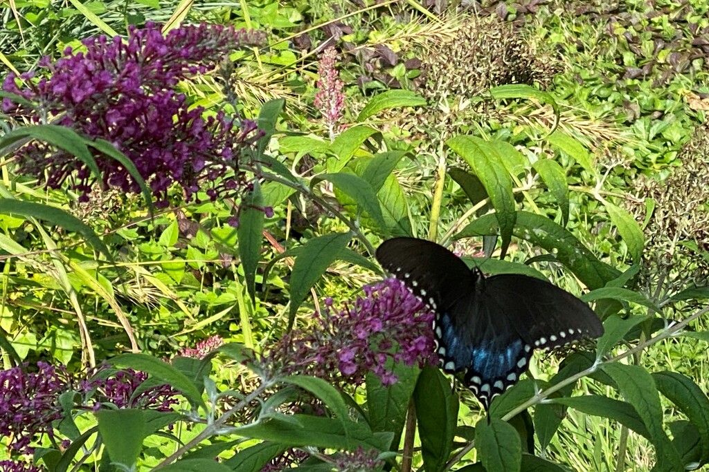 I hope August brings butterflies to my garden by tunia