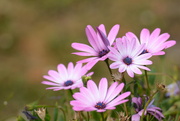 2nd Aug 2022 - African daisies......