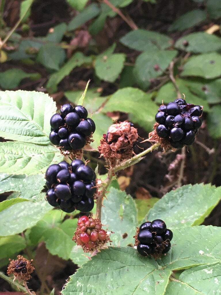 Blackberries by 365anne