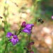 Blurry Bee by blueberry1222