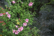 2nd Aug 2022 - Rose of Sharon