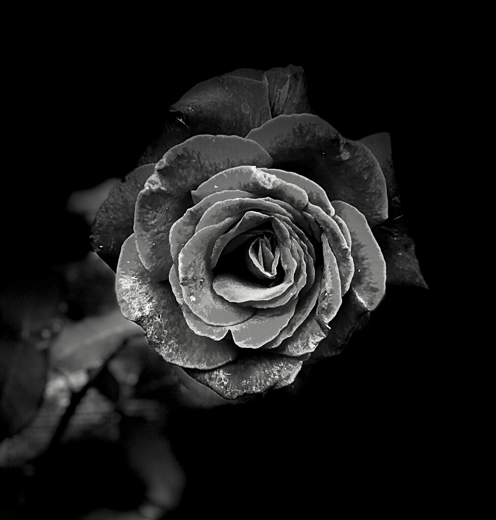 Rose by philm666