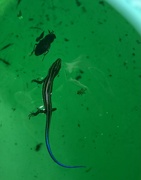 2nd Aug 2022 - found a skink in my watering can