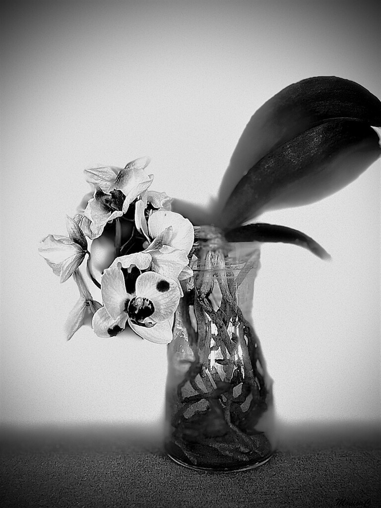 Wilting by monicac