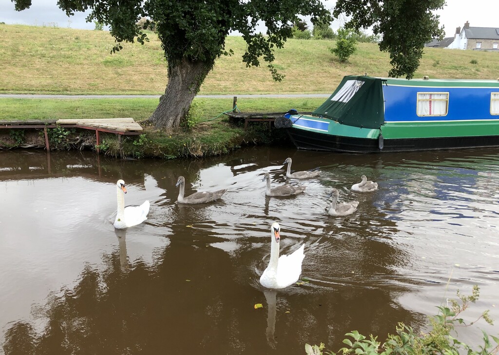 Swan Family on the Brecon and Monmouth Canal by susiemc