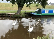 2nd Aug 2022 - Swan Family on the Brecon and Monmouth Canal