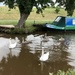 Swan Family on the Brecon and Monmouth Canal