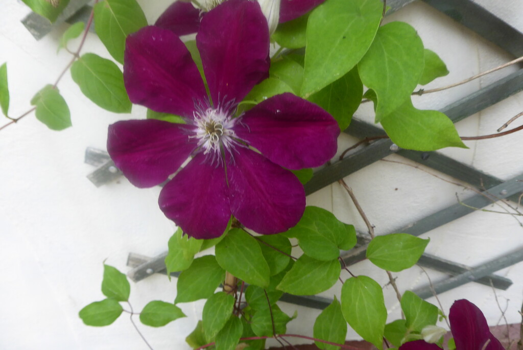 Clematis still producing a few blooms by snowy
