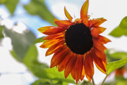 2nd Aug 2022 - Marmalade Sunflower
