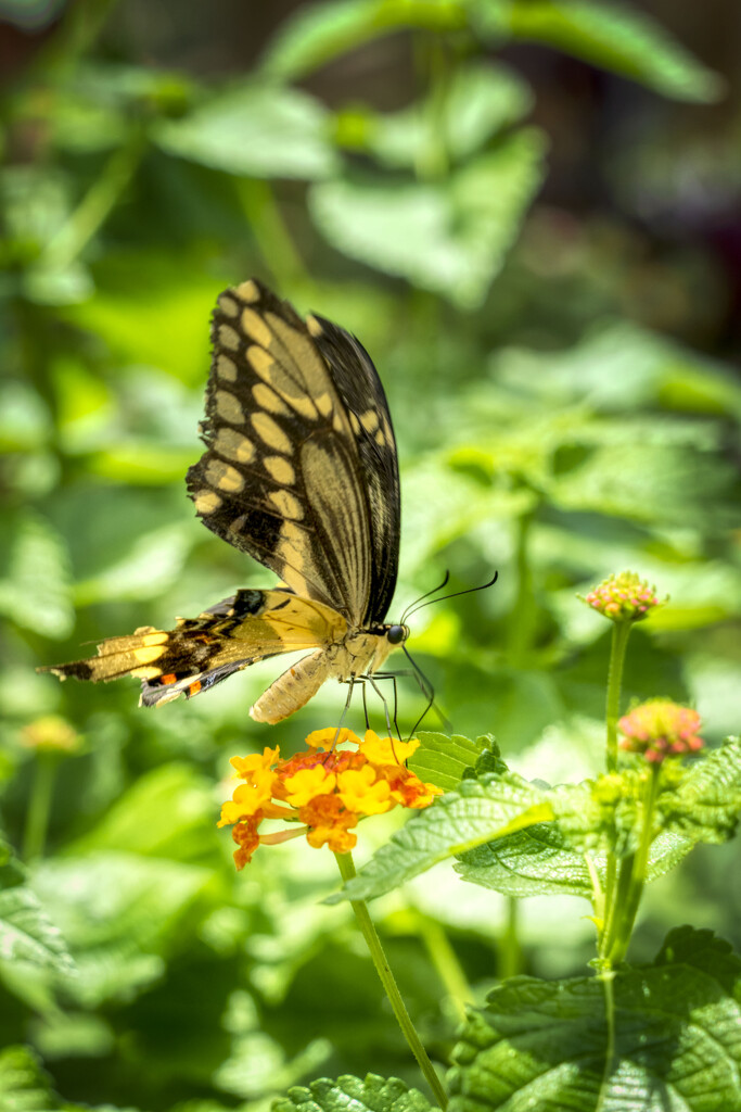 Common Swallowtail 2 by kvphoto