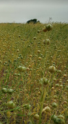 3rd Aug 2022 - Linseed 