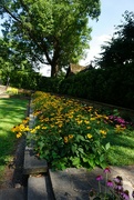 3rd Aug 2022 - You Can Never Have Too Many Black-Eyed Susans