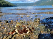 1st Aug 2022 - Barnacles at Low Tide